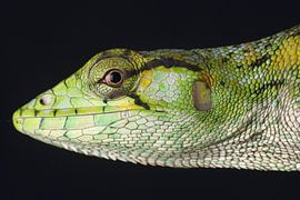 Marmor-Leguan (Polychrus marmoratus) von Ronald Pol