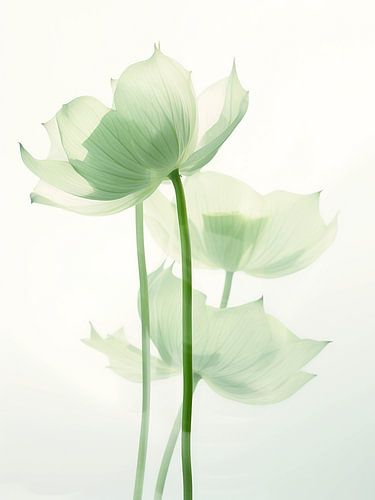 Soft Lotus by Color Square