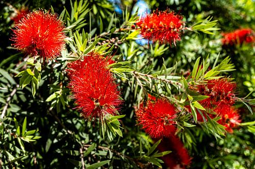 Flower schoorsteen rode cyline wisser