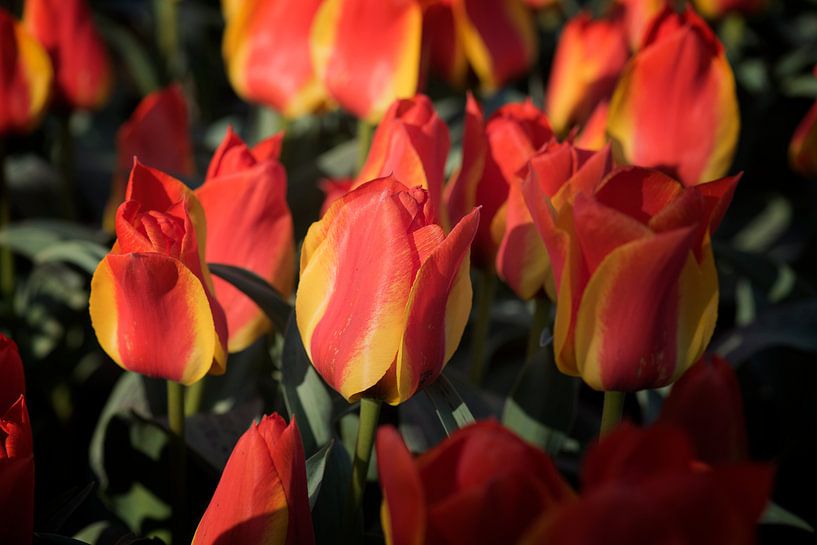 Red / yellow tulip by Egon Zitter