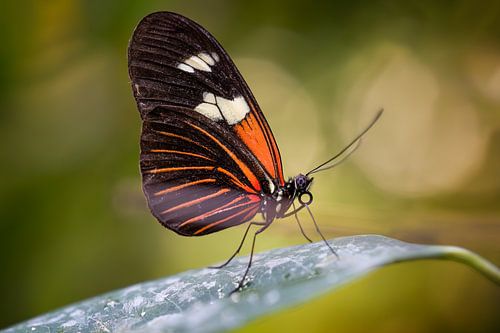 Papillon sur une feuille