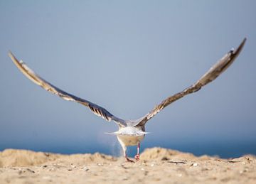 landing zeemeeuw van natascha verbij