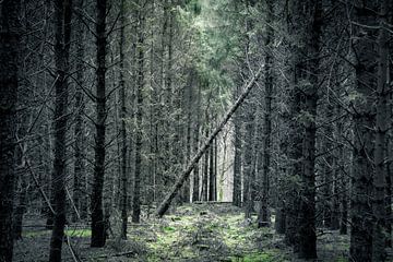 Gefallener Baum von Harro Schuringa