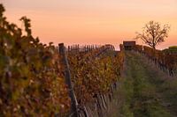 Cabane de vigne au crépuscule