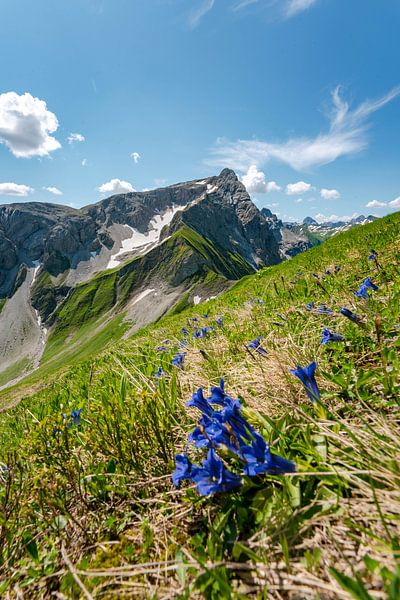 Gentian on the Großer Wilden in the Allgäu Alps by Leo Schindzielorz