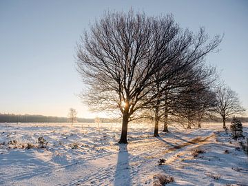 zonsopkomst in een witte wereld van Henri van Rheenen