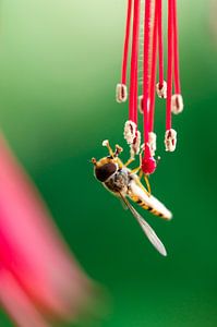 Bij Met Nectar In Zijn Handen van Wahid Fayumzadah