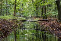 Een mooi doorkijkje in het Waterloopbos