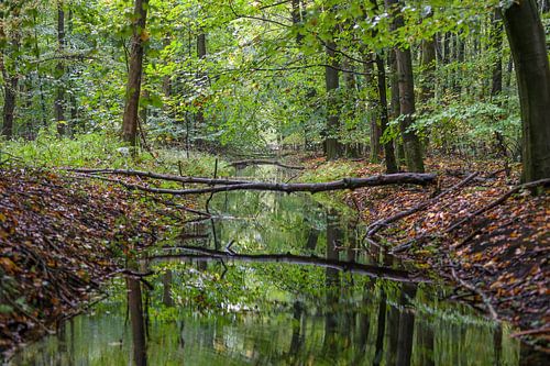 Een mooi doorkijkje in het Waterloopbos