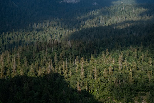 An enchanting pine forest with dynamic light in Durmitor