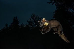 Springender Baummarder