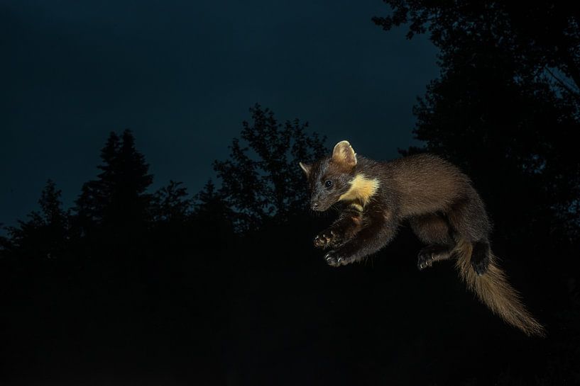 Springender Baummarder von Harry Punter