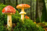 Fly agaric mushrooms growing on moss during autumn
