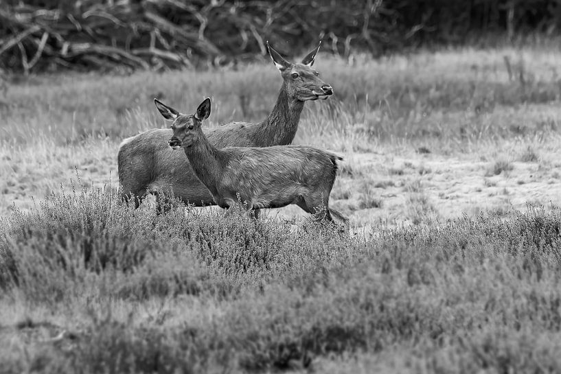 Hoge Veluwe par Marieke Deinum