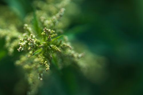 Plante sur toile