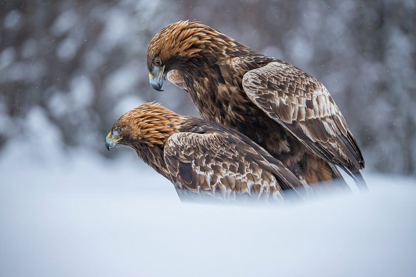 The Golden Eagle by Gert Hilbink