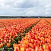 Hollandse Tulpen van Alex Hiemstra