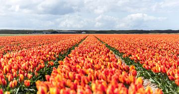 Hollandse Tulpen van Alex Hiemstra