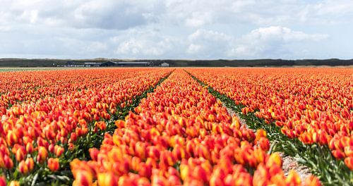 Hollandse Tulpen
