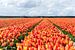  Niederländische Tulpe von Alex Hiemstra