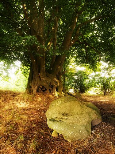 Alter Baum mit Stein