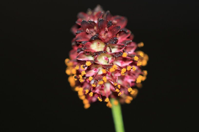 Pimpernel by Bärbel Severens