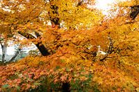Japanse esdoorn in goudgele herfsttooi