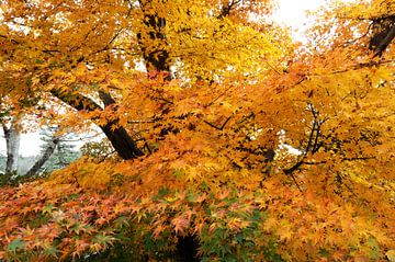 Japanse esdoorn in goudgele herfsttooi van Emi Barendse