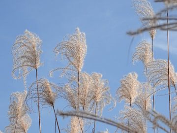 Silver Grass von Liv Jongman