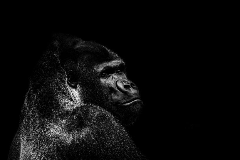 Gorilla by Design Wall Arts