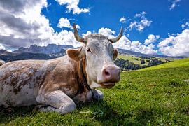 Happy cow by Tilo Grellmann