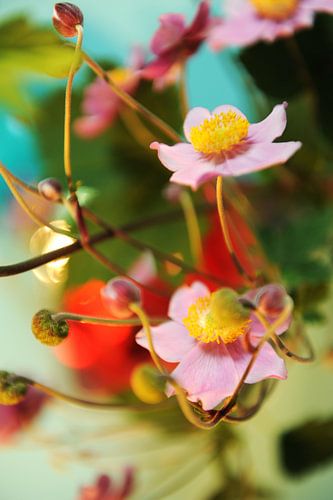 Japanse anemoon, bloemen tussen de knoppen