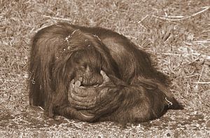 Orang-Utan in Sepia .