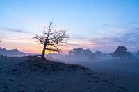 Winterse Boom tijdens zonsopkomst