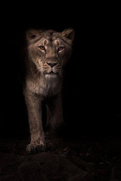 Une belle chasseuse de lionnes se détache de l'obscurité, sur un fond de nuit noire et pleine de vis par Michael Semenov