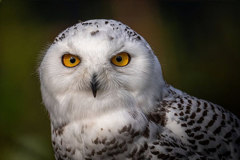 Sneeuwuil van Jos Crooymans