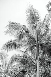 Palm in zwart-wit van Nienke van Denderen