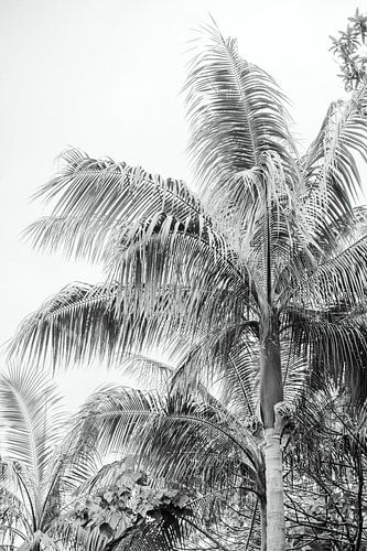 Palm in zwart-wit