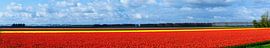Tulpenfeld von Peter Laarakker
