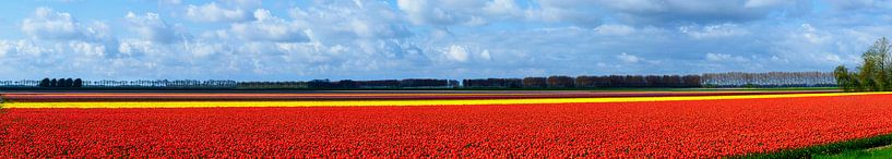Tulip field by Peter Laarakker