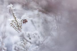 Frosted heathland by Danny Slijfer Natuurfotografie
