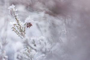 Berijpte heide van Danny Slijfer Natuurfotografie