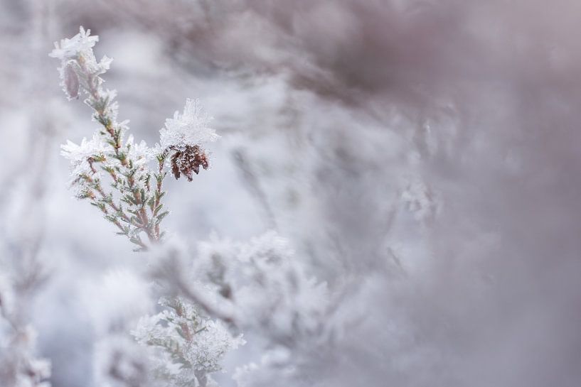 Frosted heathland by Danny Slijfer Natuurfotografie