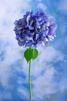 Blauwe bloem symboliseert: onschuld