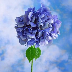 Blaue Blume symbolisiert: Unschuld von Clazien Boot