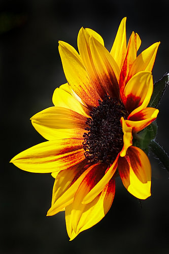 Blühende Sonnenblume