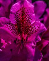 Rhododendron Marcel Menard