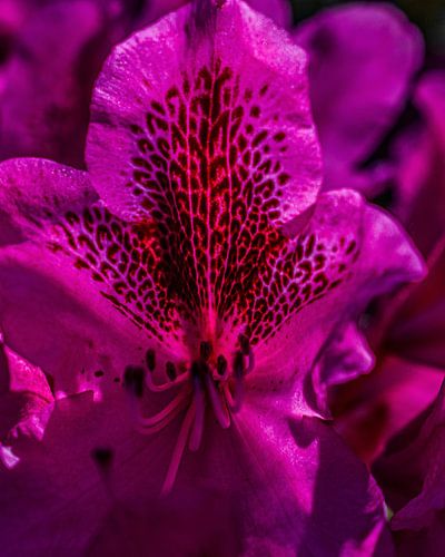 Rhododendron Marcel Menard