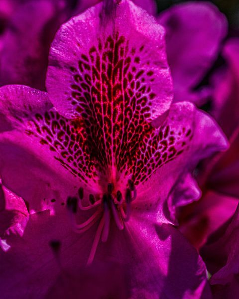 Rhododendron Marcel Menard by desmyrka