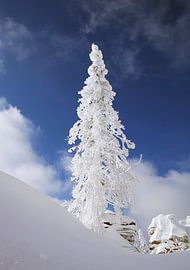 Wintertraum im Böhmerwald ! Tief verschneite Landschaft, Schnee, Winter, Sonne.     